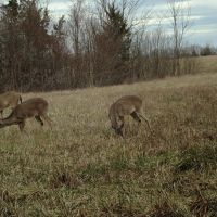 Doe cam