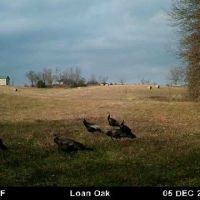 Turkey pic