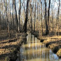 Falling Creek Timberlands-189AC