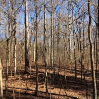 Falling Creek Timberlands-189AC images 3