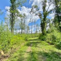 59 Acres Britt Simmons Tanglewood Rd images 3