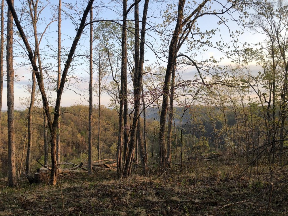 Mill Branch Tract featured image