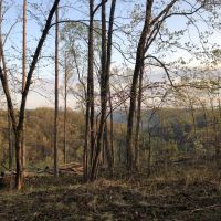Mill Branch Tract