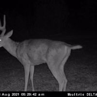 Mill Branch Tract images 4