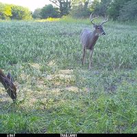 40 acres m l Appanoose Co. IA images 2