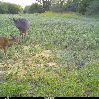 40 acres m l Appanoose Co. IA images 3