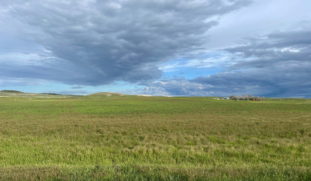 BONE RANCH featured image