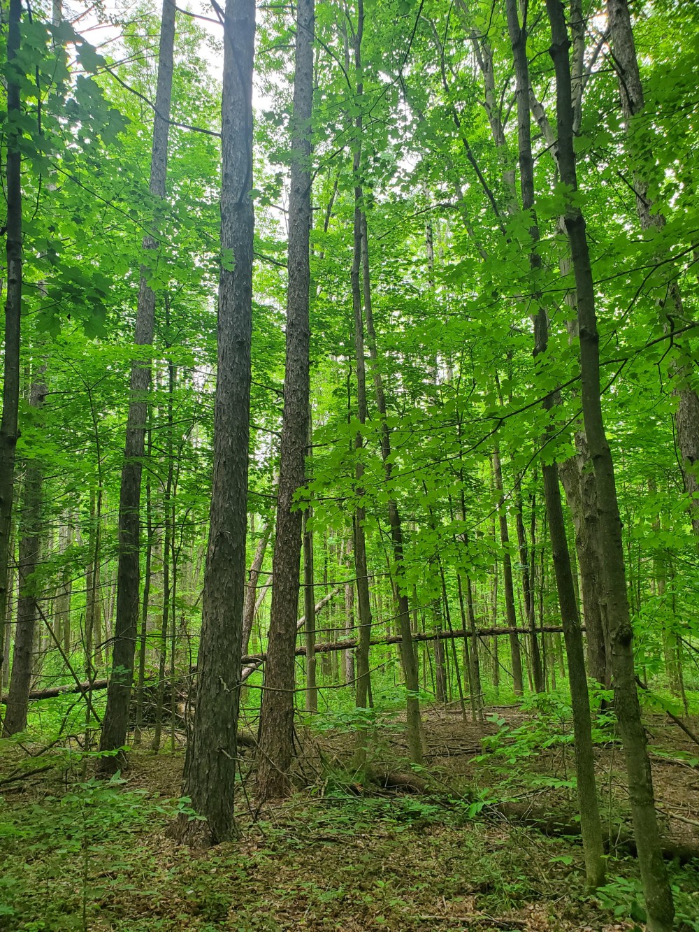 25 acre Forest Land Pulaski NY featured image