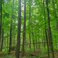 25 acre Forest Land Pulaski NY