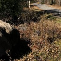 205 acres Timberland and Hunting Land in Fine NY Blue Mountain Lake Road images 3