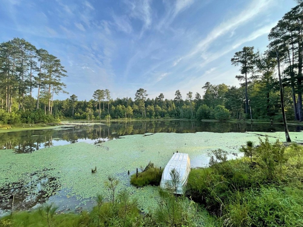 82 Acres Hunting Timberland for Sale South AR featured image