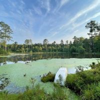 82 Acres Hunting Timberland for Sale South AR