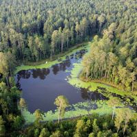 82 Acres Hunting Timberland for Sale South AR images 2