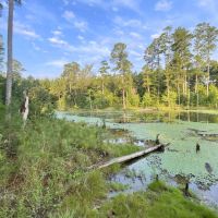 82 Acres Hunting Timberland for Sale South AR images 3