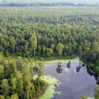 82 Acres Hunting Timberland for Sale South AR images 4