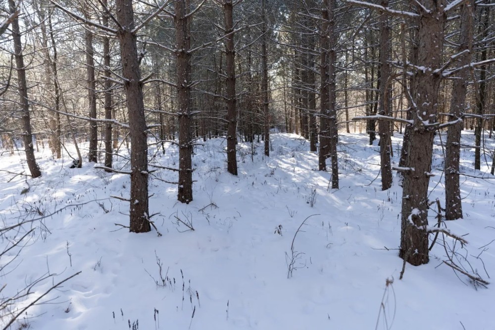 Juneau County 80 Acres Timber tract featured image