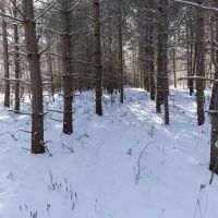 Juneau County 80 Acres Timber tract