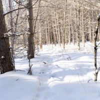 Juneau County 80 Acres Timber tract images 3