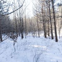 Juneau County 80 Acres Timber tract images 4
