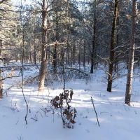 Juneau County 80 Acres Timber tract images 5