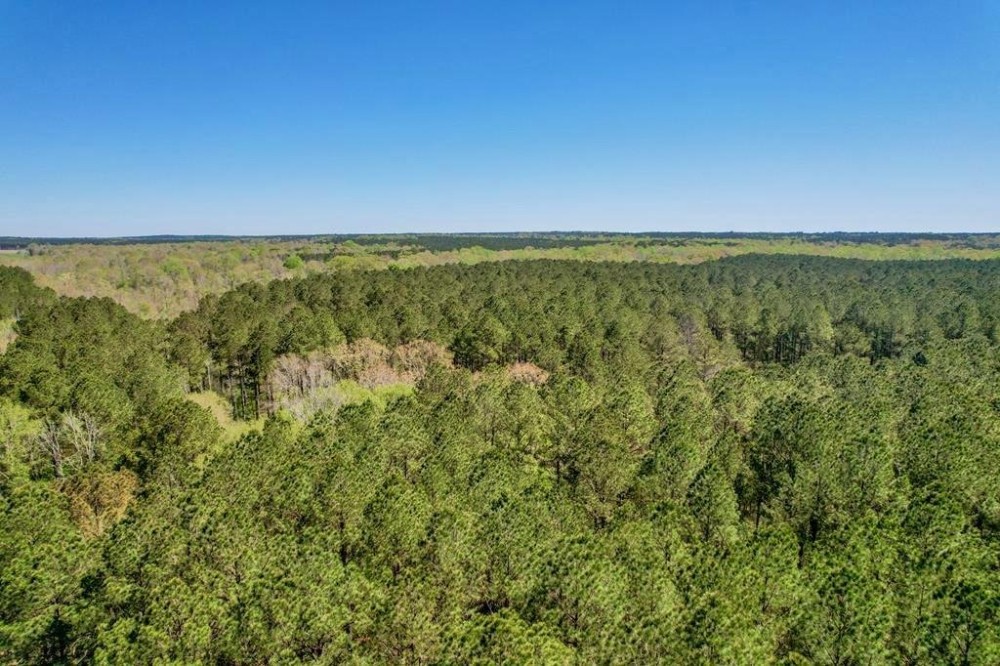 107 Acres Hunting Land for Sale in Amite County MS featured image