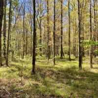 107 Acres Hunting Land for Sale in Amite County MS images 2