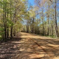 107 Acres Hunting Land for Sale in Amite County MS images 3