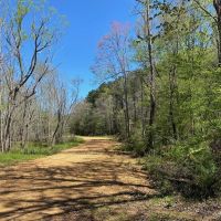 107 Acres Hunting Land for Sale in Amite County MS images 4