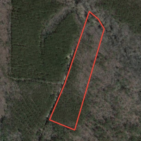 9.5 Acres of Hunting and Timberland For Sale in Bertie County NC