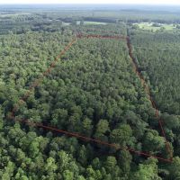 9.5 Acres of Hunting and Timberland For Sale in Bertie County NC images 3