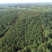 9.5 Acres of Hunting and Timberland For Sale in Bertie County NC images 4