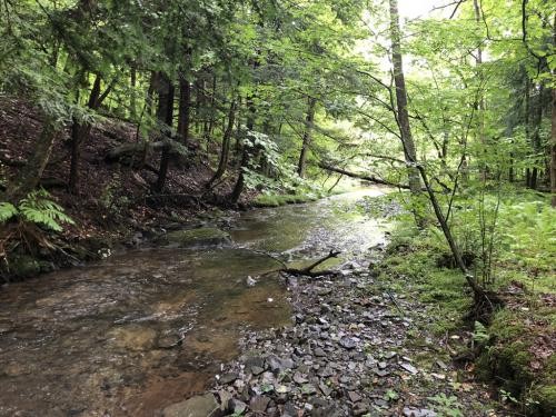 155 acres Timber in Guilford NY Junction Road featured image