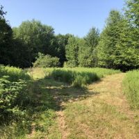 155 acres Timber in Guilford NY Junction Road images 2
