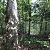 155 acres Timber in Guilford NY Junction Road images 3