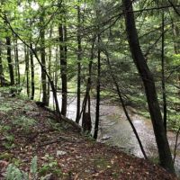 155 acres Timber in Guilford NY Junction Road images 4
