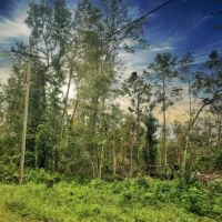 80 Acres Oleander Drive images 2