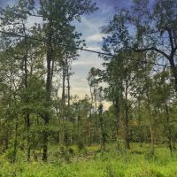 80 Acres Oleander Drive images 3
