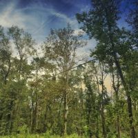 80 Acres Oleander Drive images 4