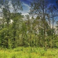 80 Acres Oleander Drive images 5