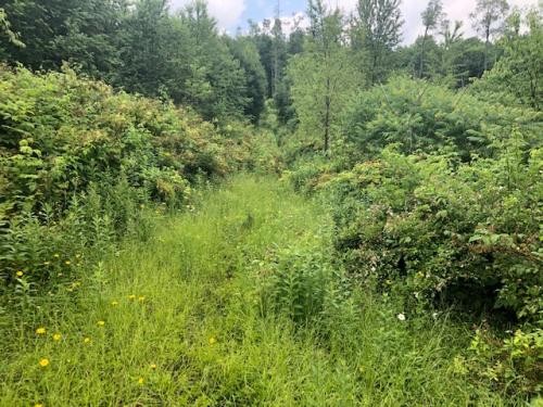 42 acres Hunting Land in Humphrey NY featured image