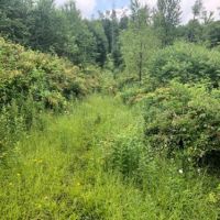 42 acres Hunting Land in Humphrey NY