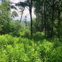 42 acres Hunting Land in Humphrey NY images 3