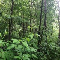 42 acres Hunting Land in Humphrey NY images 4