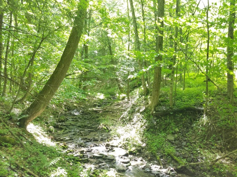 23 acres Hunt Greenwood NY Dennison Road featured image