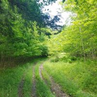 23 acres Hunt Greenwood NY Dennison Road images 2