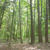 23 acres Hunt Greenwood NY Dennison Road images 4