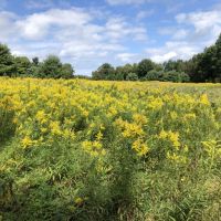 106 acs Hunting Recreational Land Amity NY images 3
