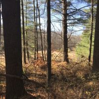 50 acres Timberland in Fine NY near the Oswegatchie River images 2