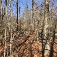 50 acres Timberland in Fine NY near the Oswegatchie River images 3