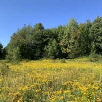11 acres Secluded Woodlands Plainfield NY